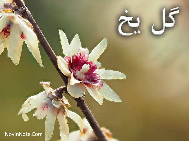 گل یخ یک گل زیبا با برگهای سفید یخی و قرمز جگری می باشد.همچنین گل یخ کوروش یغمایی آهنگی زیبا با همین عنوان می باشد که مورد علاقه دوستاران سبک راک می باشد.